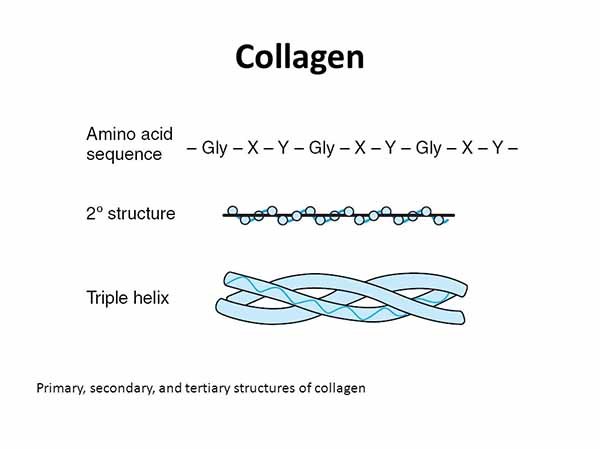 Cấu trúc phân tử của Collagen