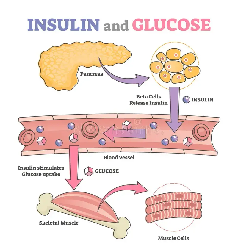 Nguyên nhân cốt lõi: Cuộc chiến giữa Insulin và Glucose