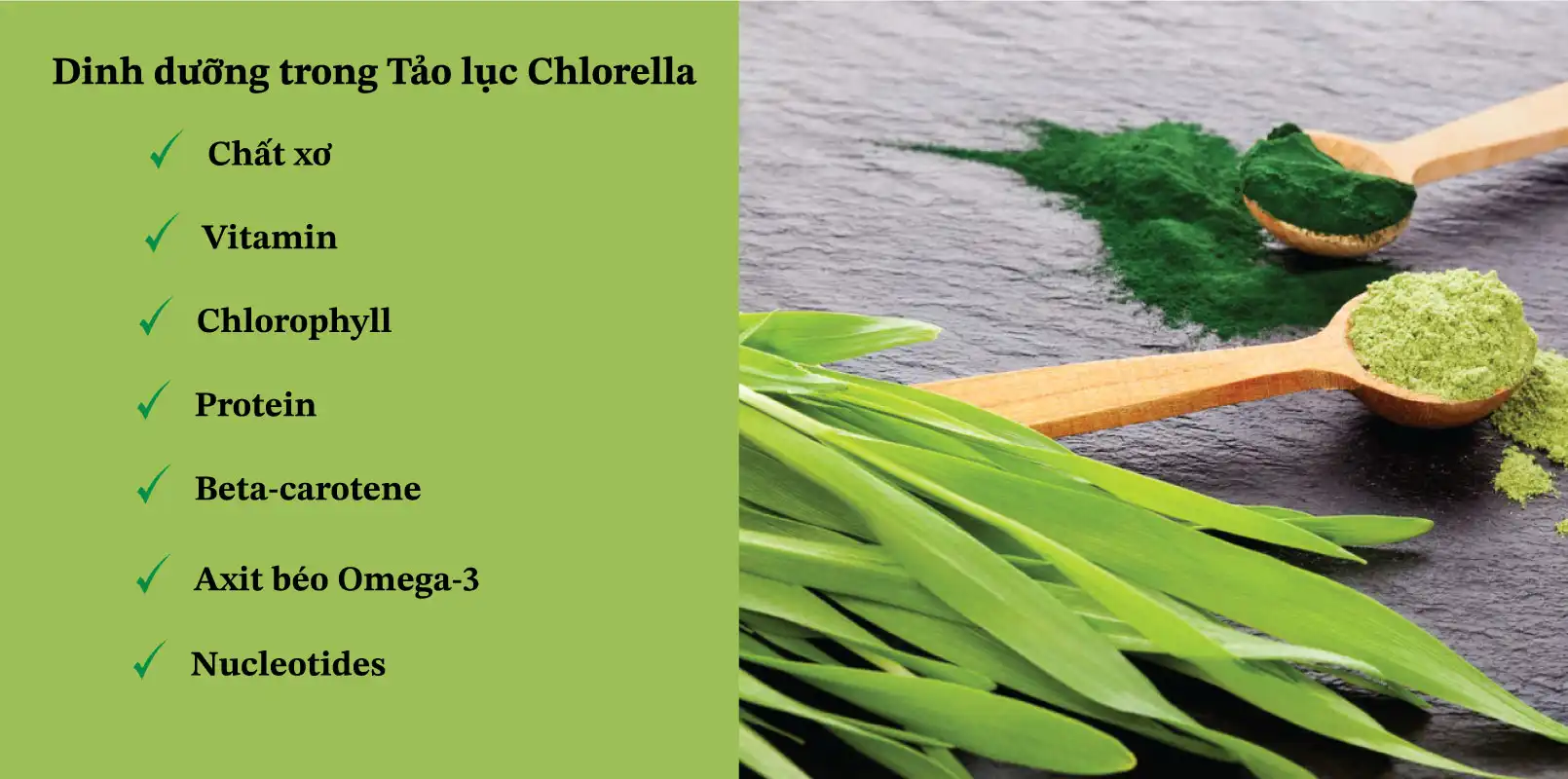 Thành phần của Tảo lục Chlorella