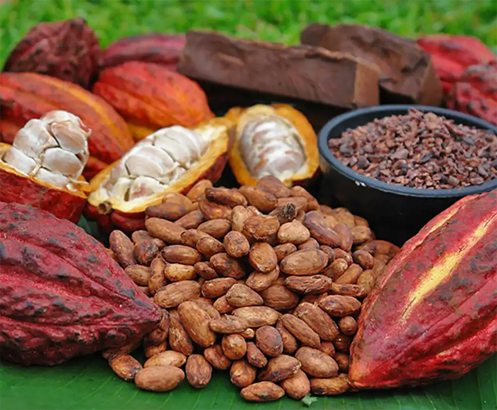Hạt cacao
