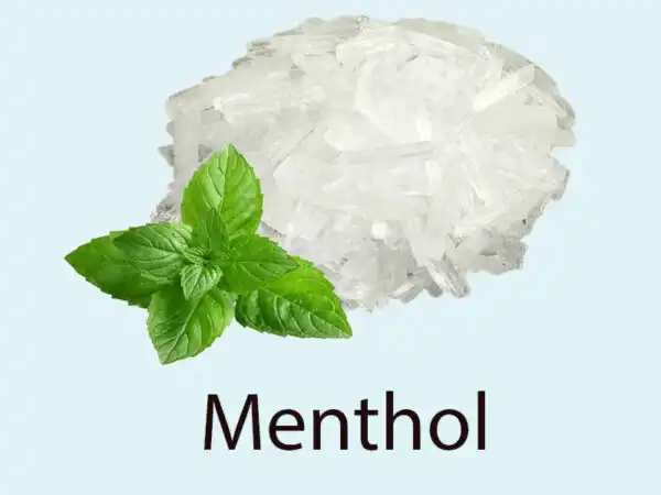 Menthol là thành phần chính của tinh dầu bạc hà