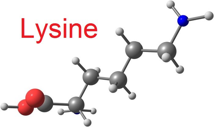 Lysine là gì ?